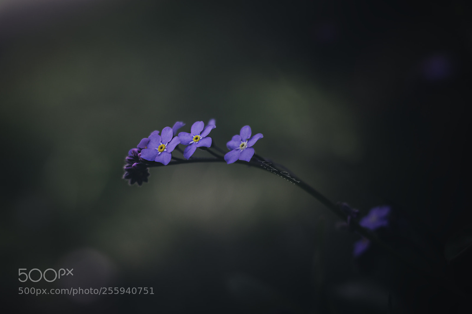 Canon EOS 80D sample photo. Forget me not photography