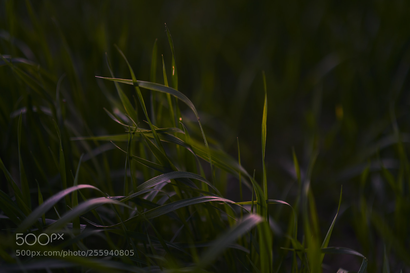 Sony a7R II sample photo. Simple photography