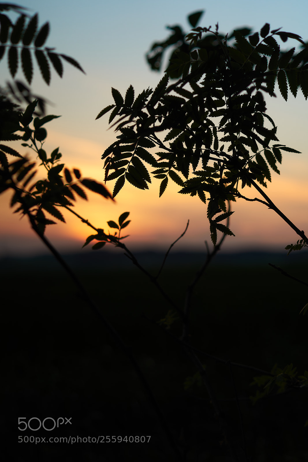 Sony a7R II sample photo. Bokehmaster 50mm photography