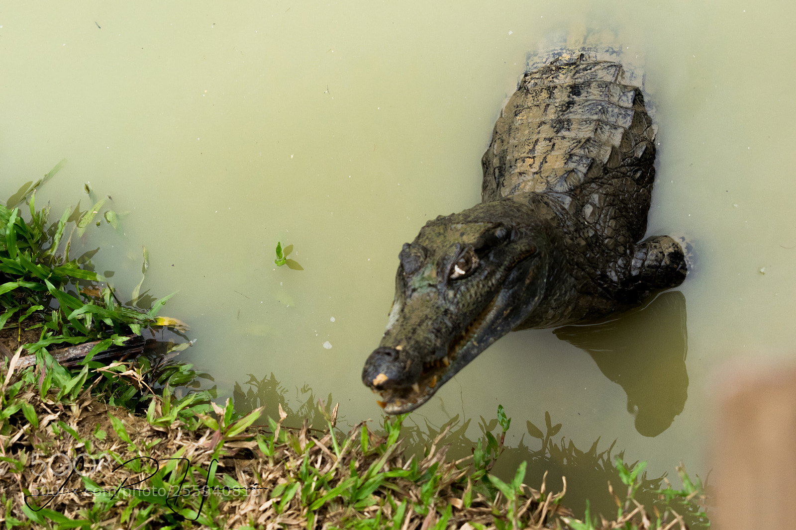 Nikon D5300 sample photo. Caiman iquitos photography