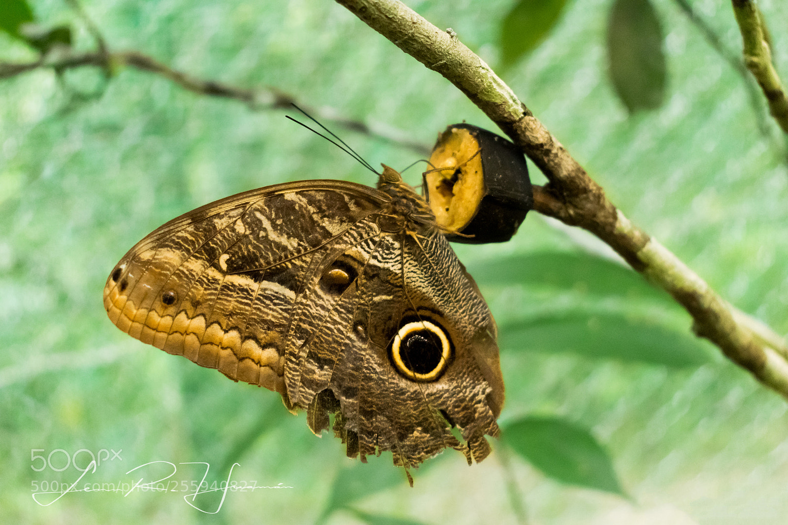 Nikon D5300 sample photo. Mariposa buho photography