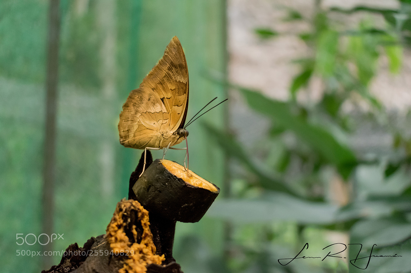 Nikon D5300 sample photo. Mariposa pilpintuhuasi photography