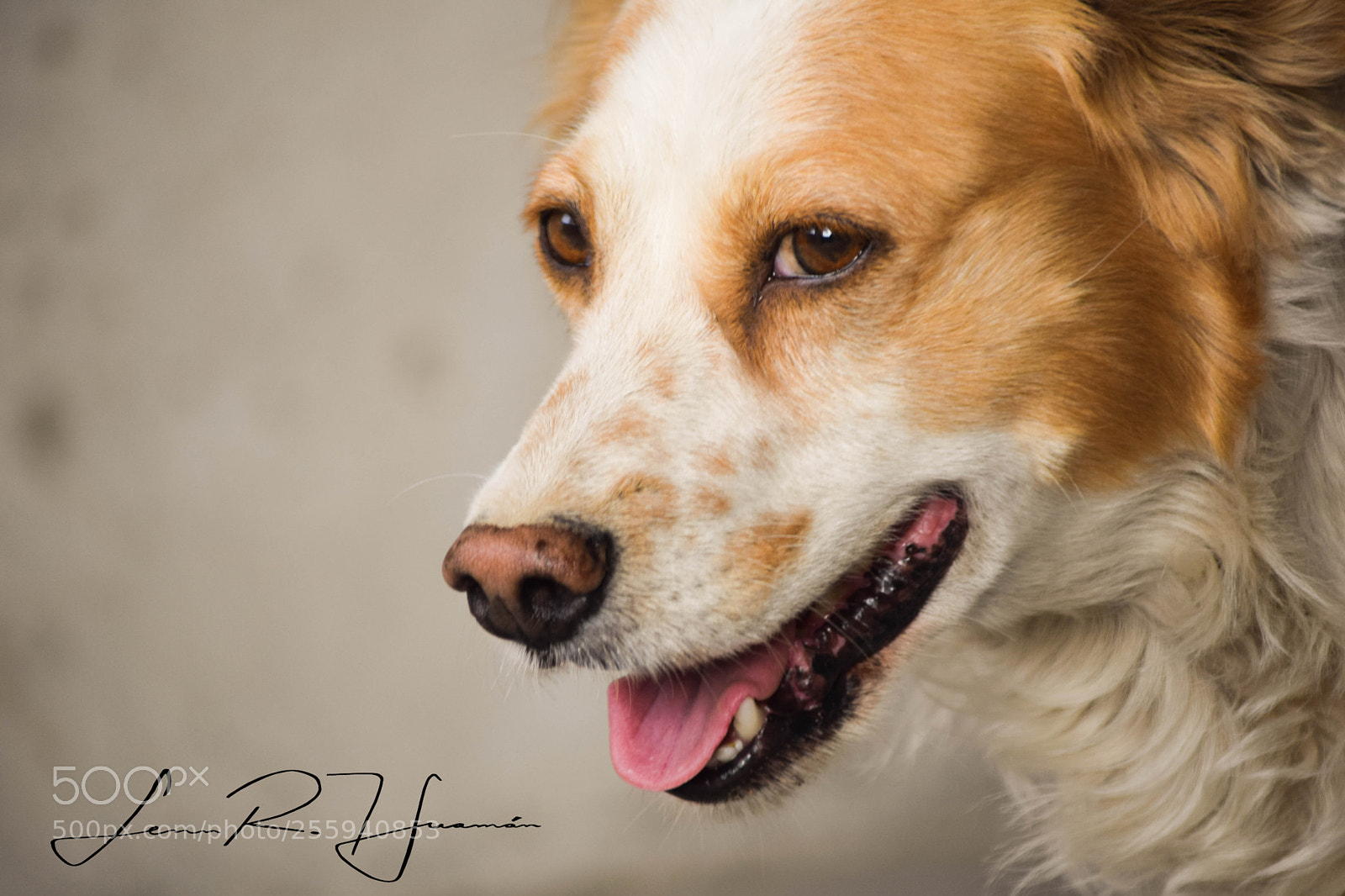 Nikon D5300 sample photo. Milo photography