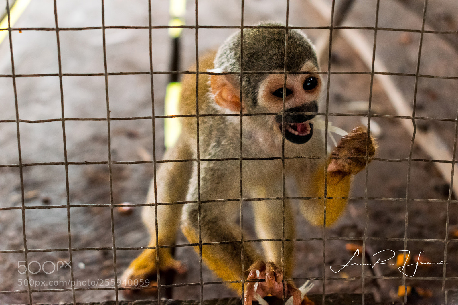 Nikon D5300 sample photo. Monito iquitos photography