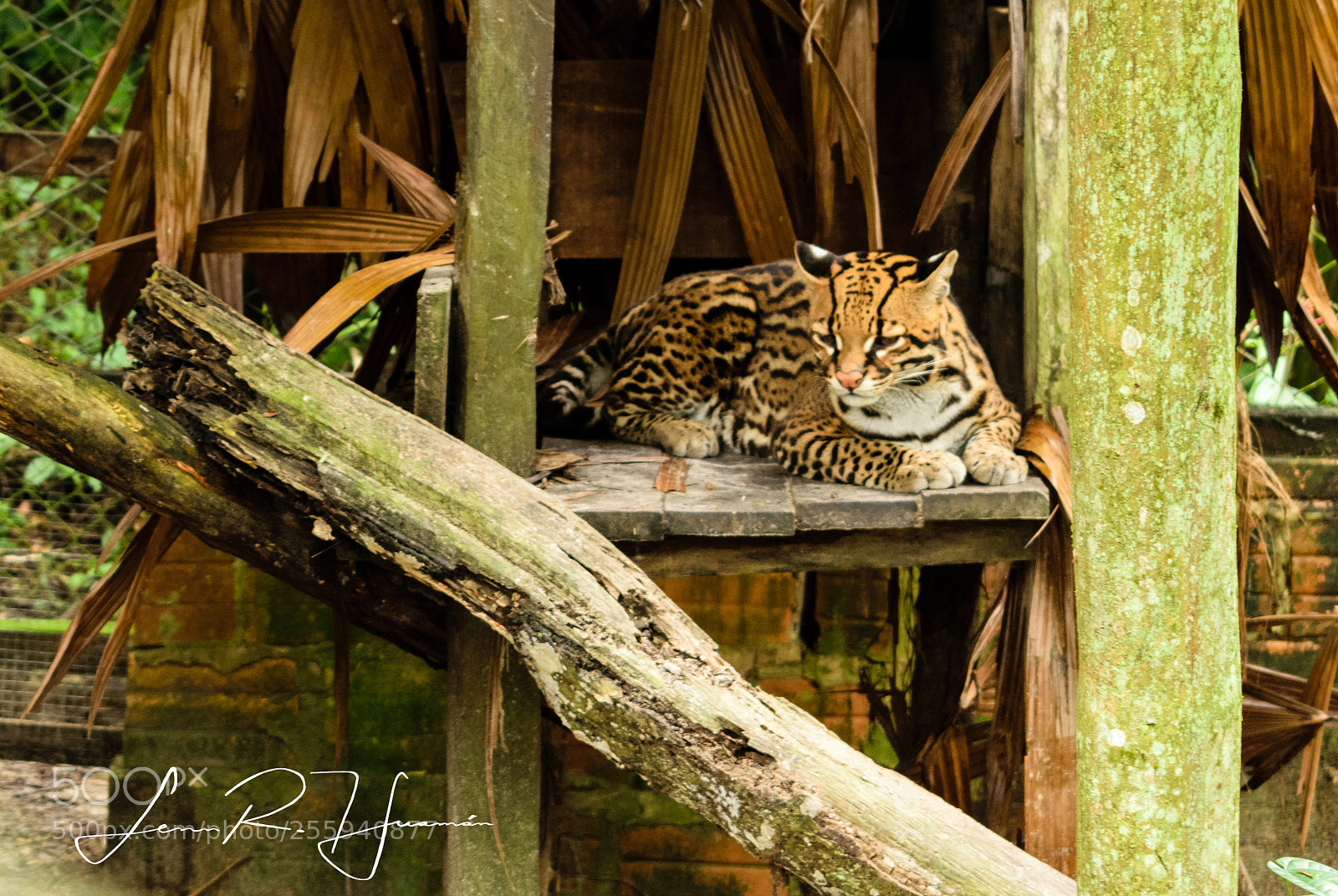 Nikon D5300 sample photo. Tigrillo en iquitos photography