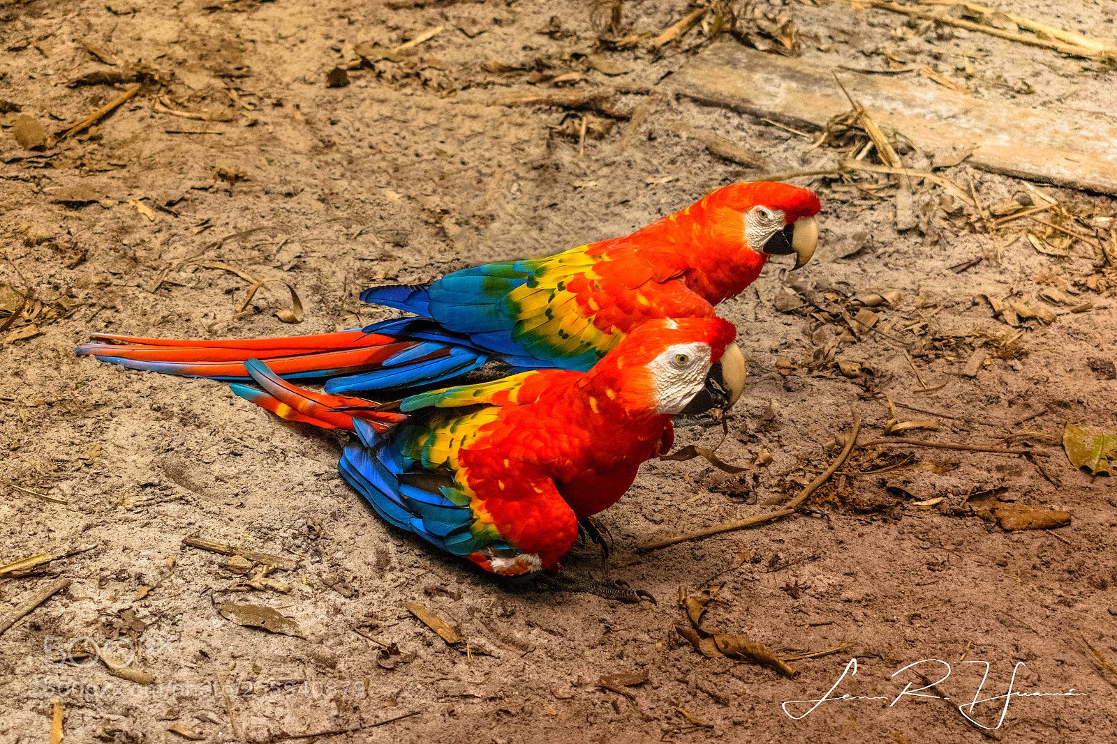 Nikon D5300 sample photo. Papagayos iquitos photography