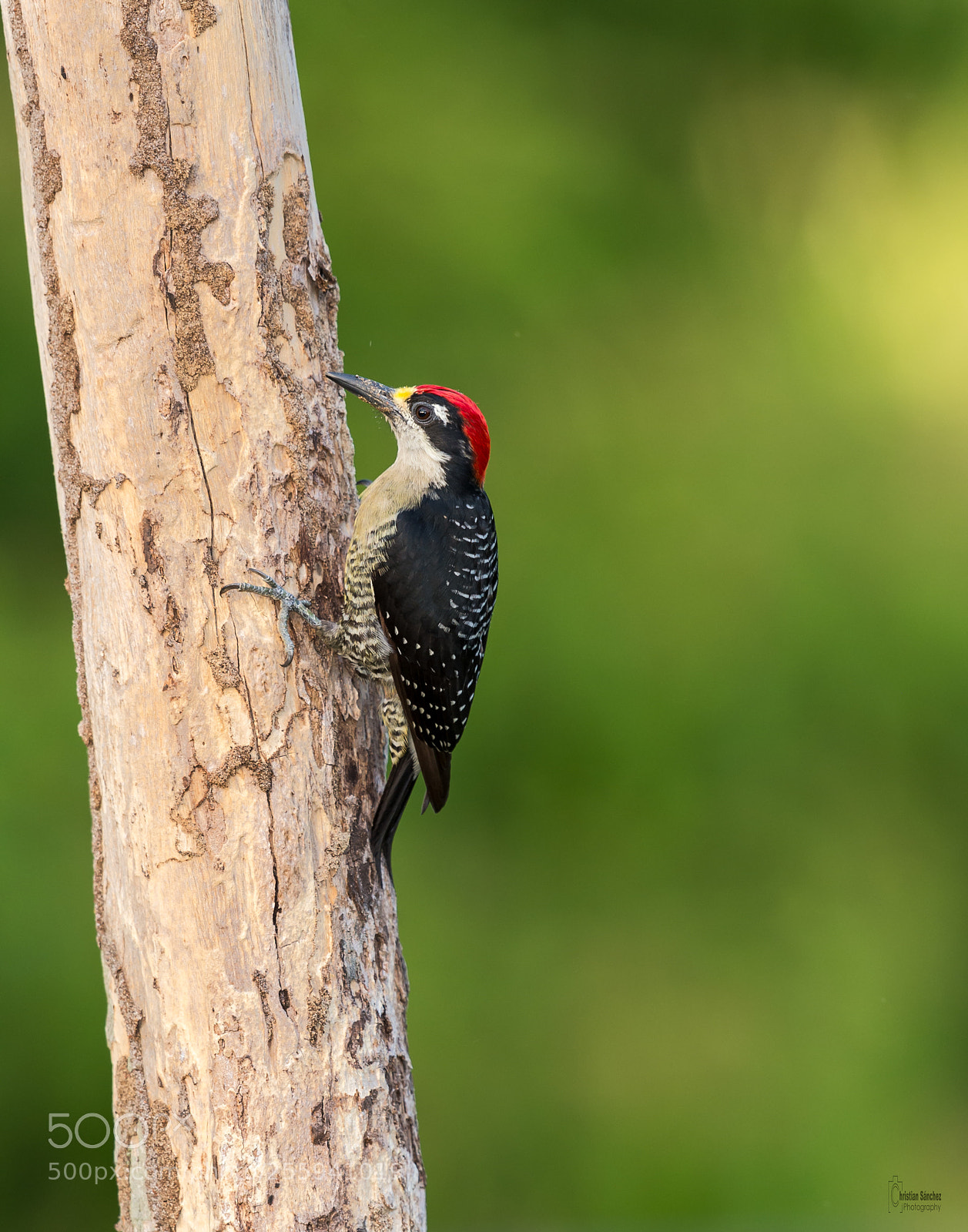 Nikon D4 sample photo. Black-cheeked woodpecker photography