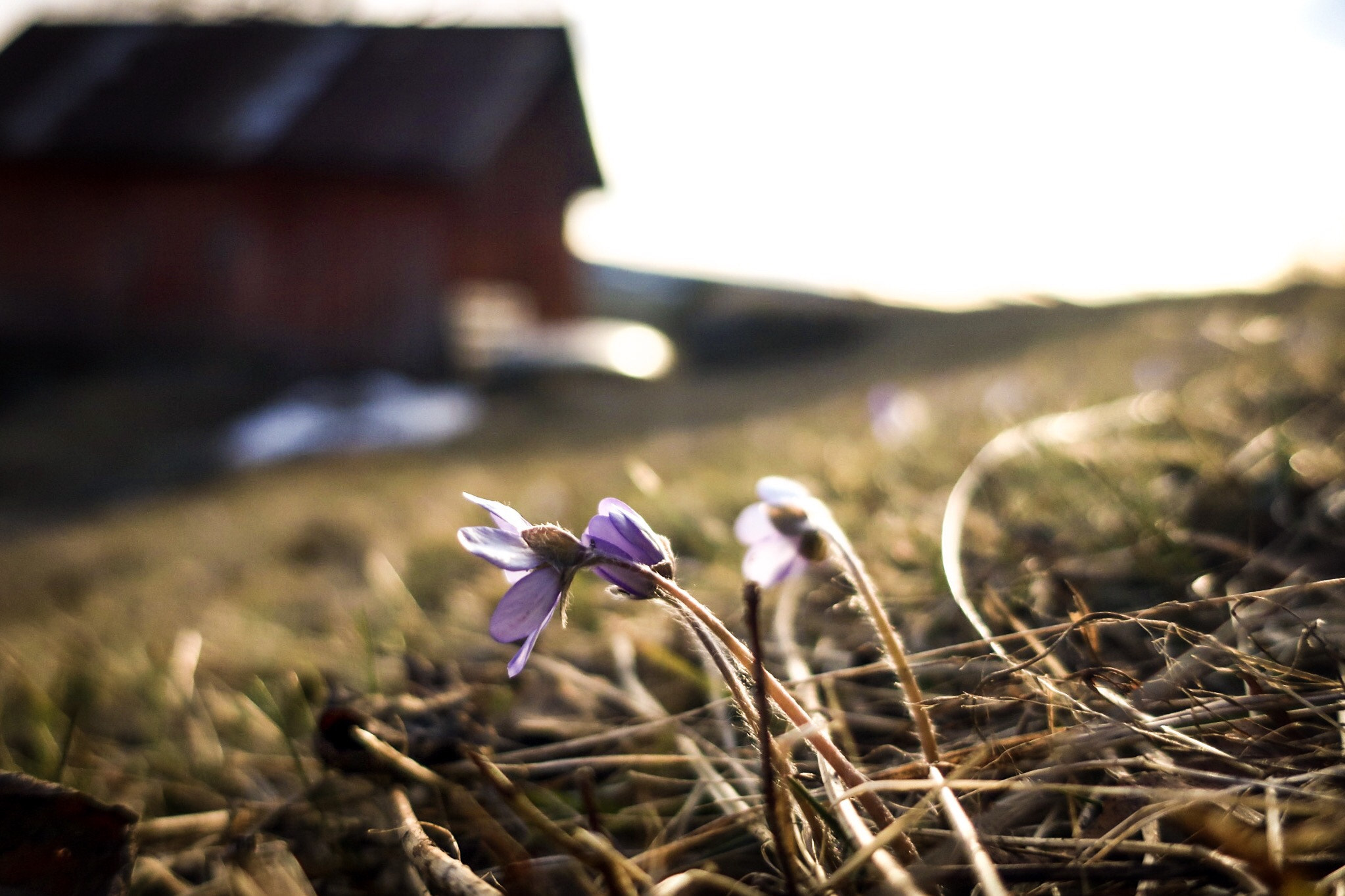 Canon PowerShot G9 X Mark II sample photo. Spring feeling photography