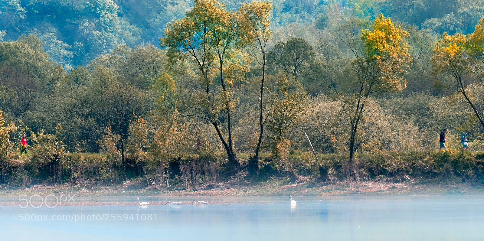 Nikon D300 sample photo. Swan family, people and photography
