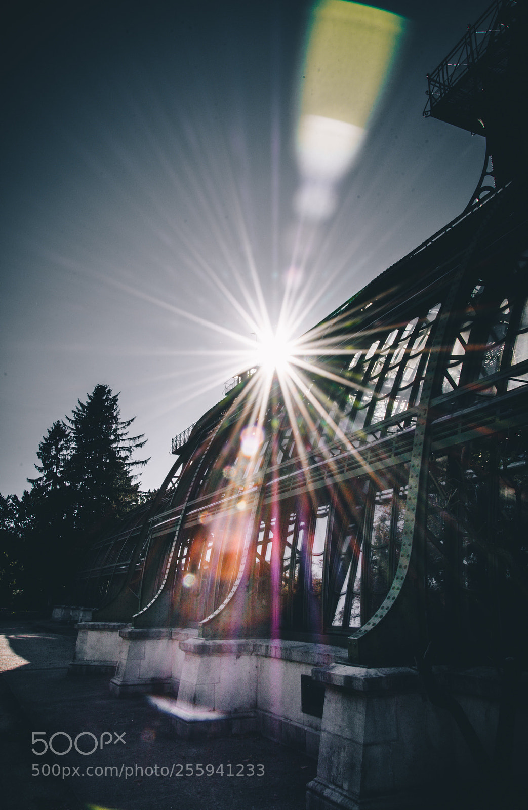 Nikon D7200 sample photo. Palm house photography