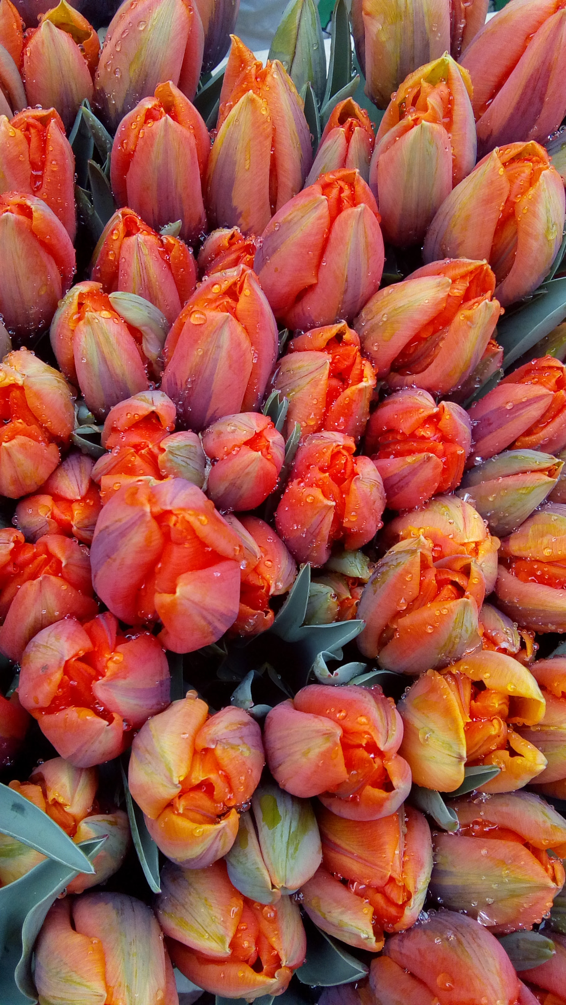 Motorola Moto E4 sample photo. Tulpen from holland photography