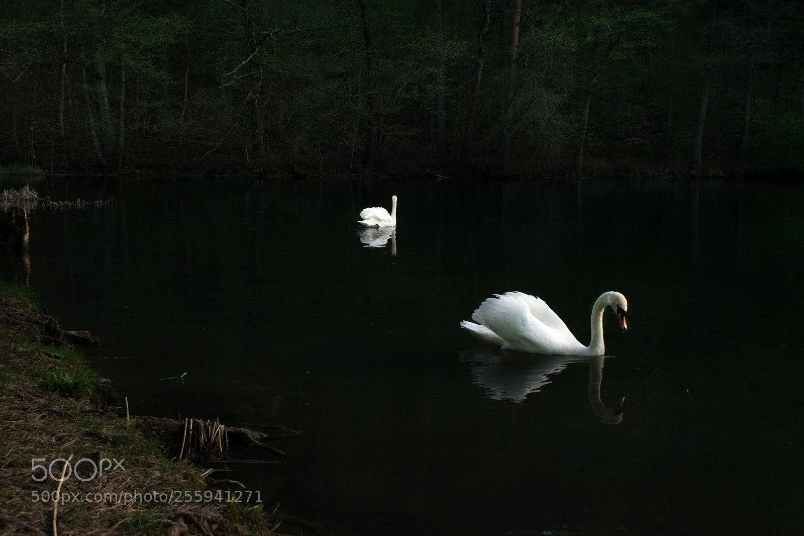 Nikon D3300 sample photo. Swan sea photography