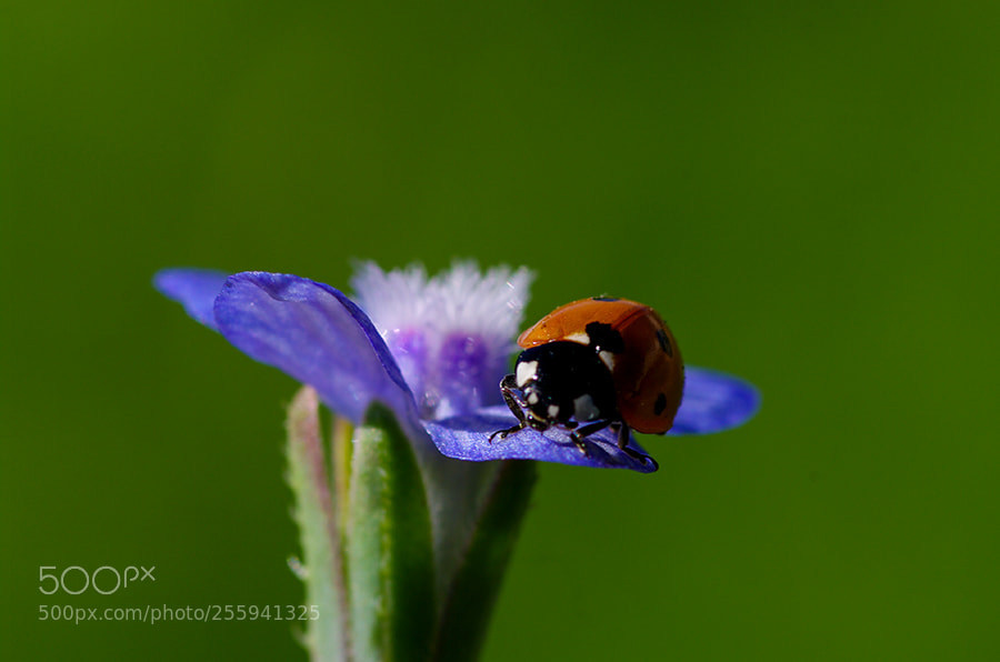 Pentax K20D sample photo. Ladybug photography