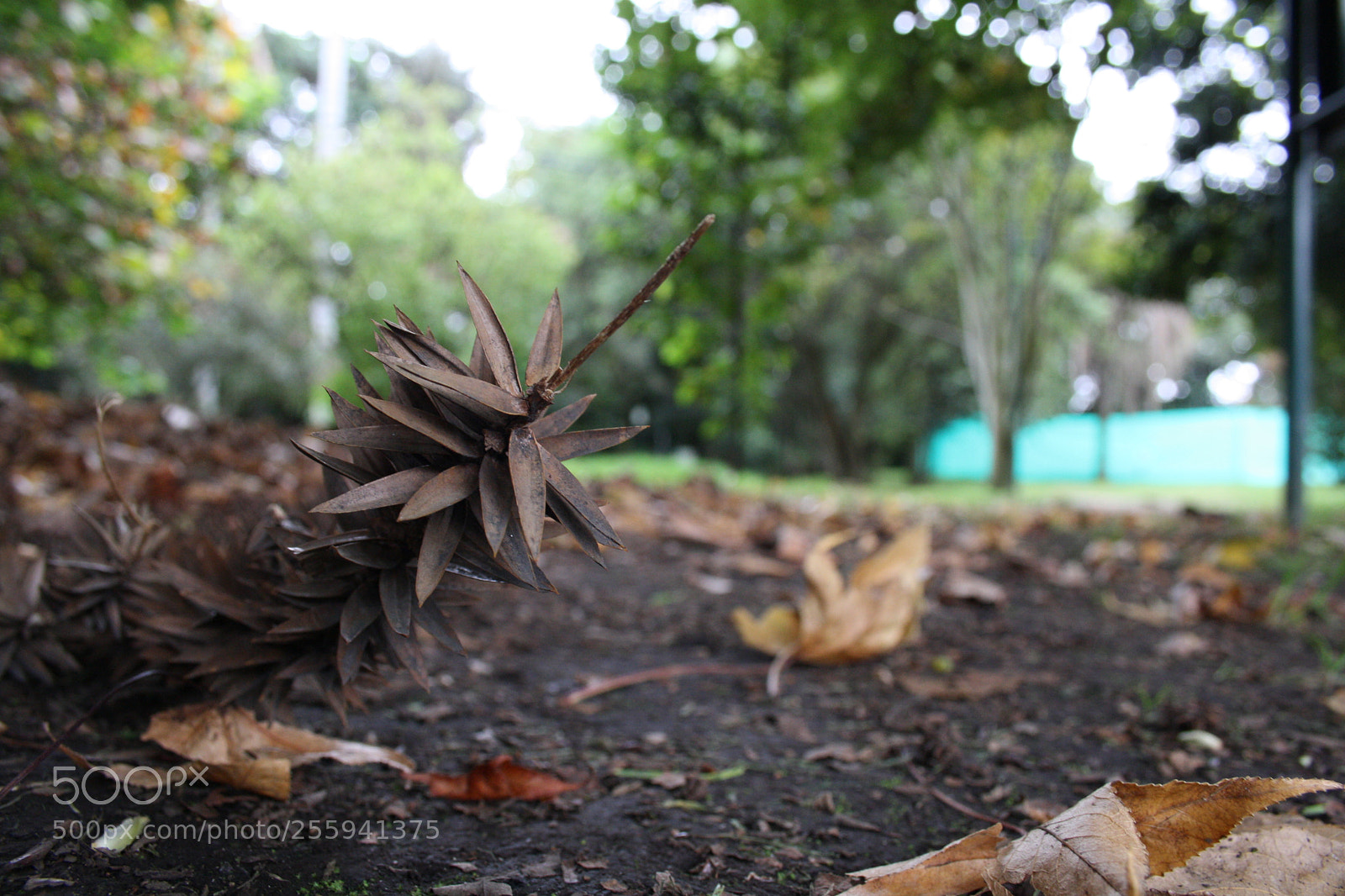 Canon EOS 1000D (EOS Digital Rebel XS / EOS Kiss F) sample photo. Jardín botánico photography