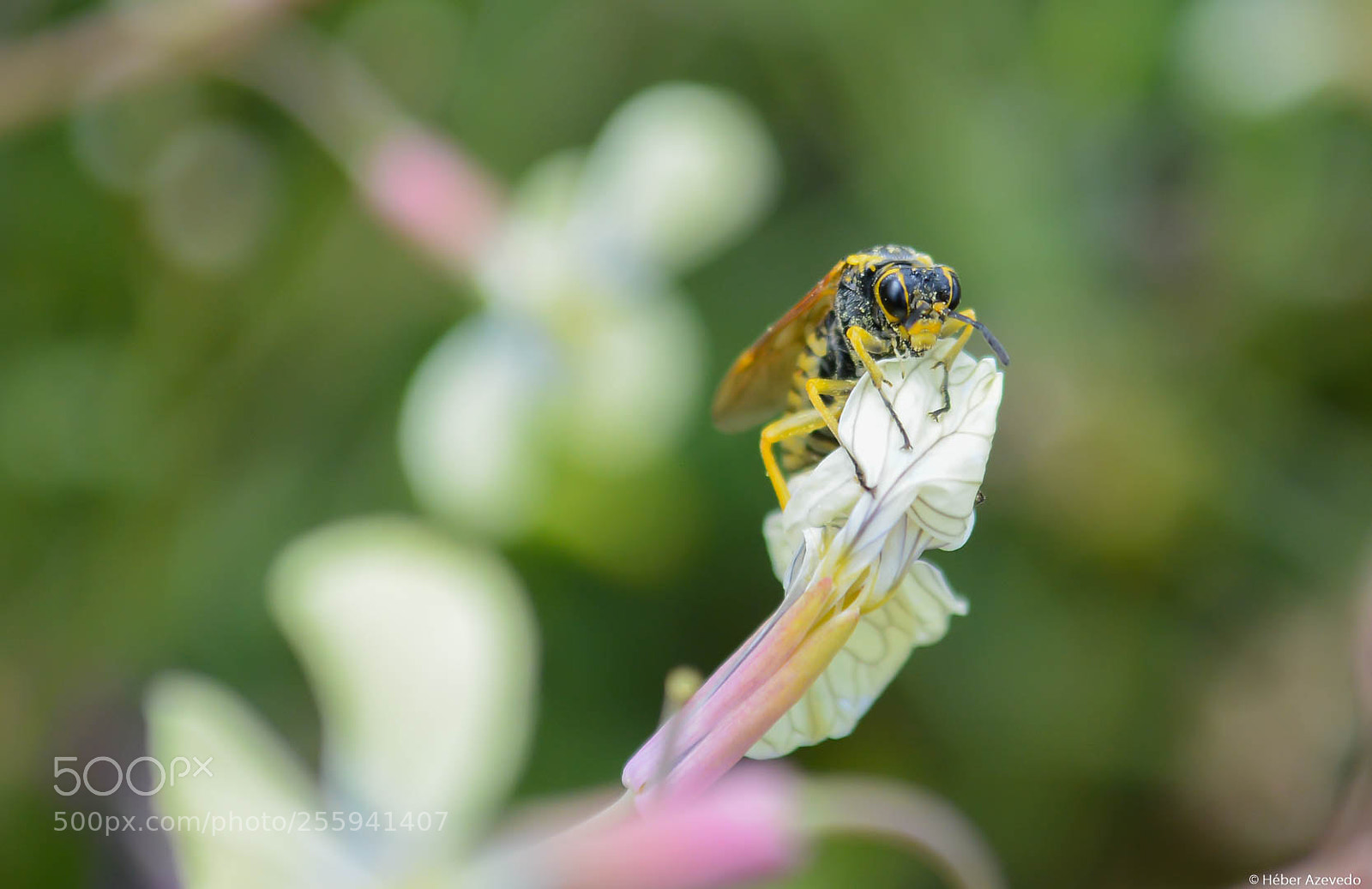 Nikon D7100 sample photo. Bee photography