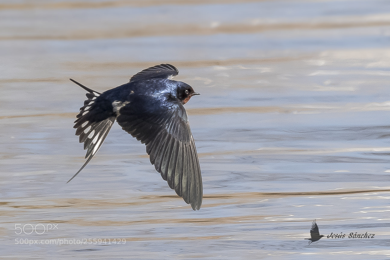 Canon EOS 7D Mark II sample photo. Golondrina com n hirundo photography