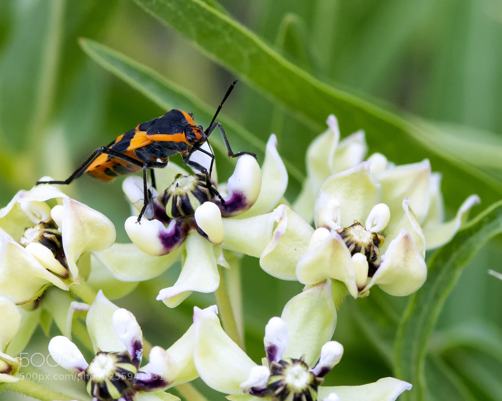 Nikon D800 sample photo. Milkweed bug photography