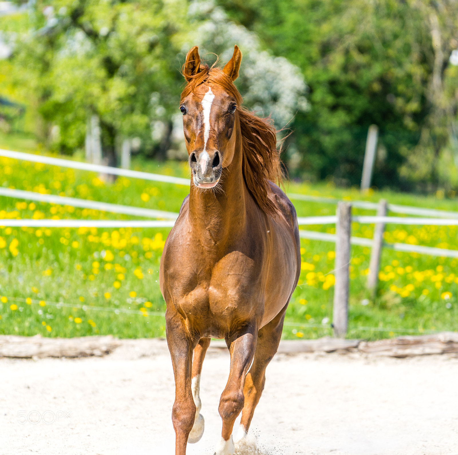 Sony a7 III sample photo. The stallion af vamoyo! photography