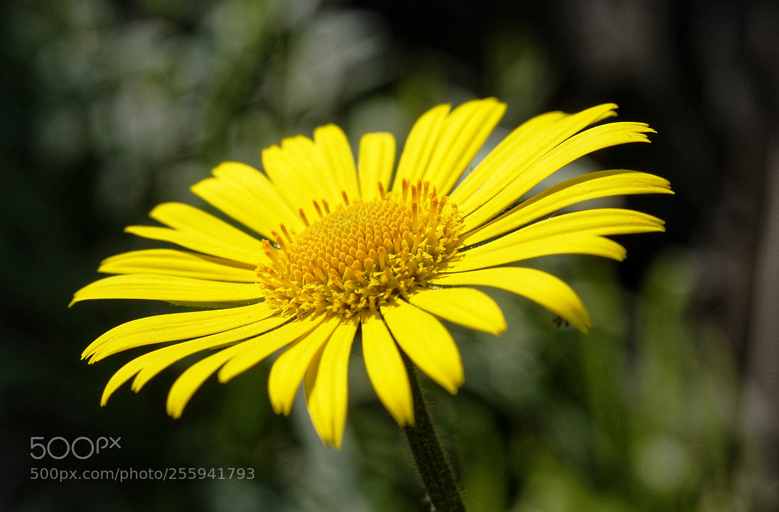 Sony Alpha a5000 (ILCE 5000) sample photo. Yellow flower photography