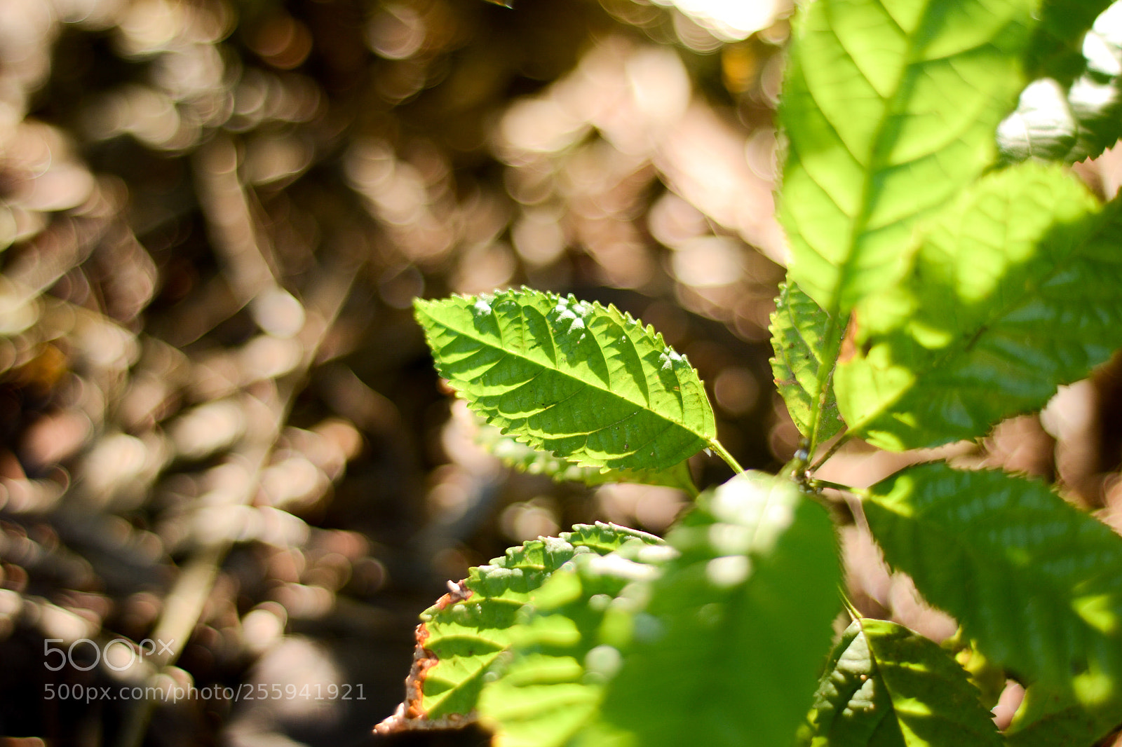 Nikon D3100 sample photo. Grow green photography