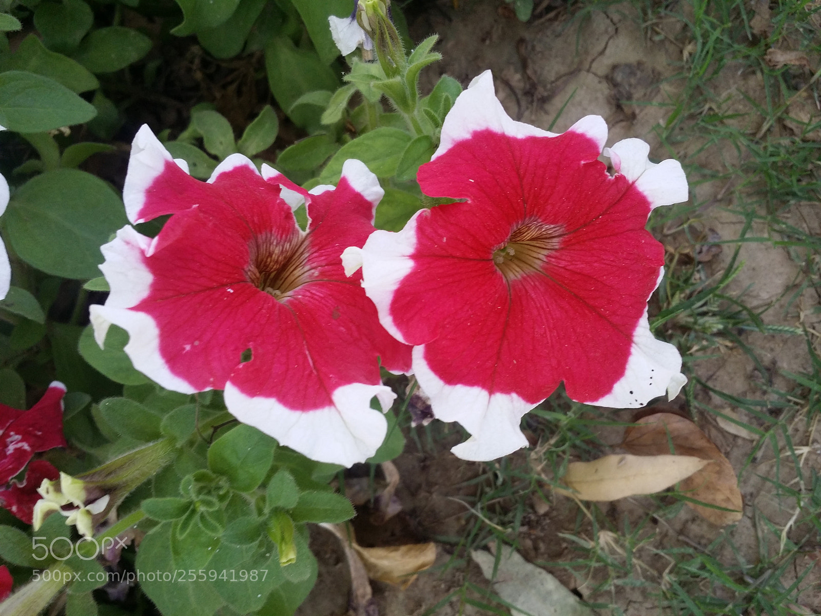 Samsung Galaxy Note5 sample photo. Untitled photography