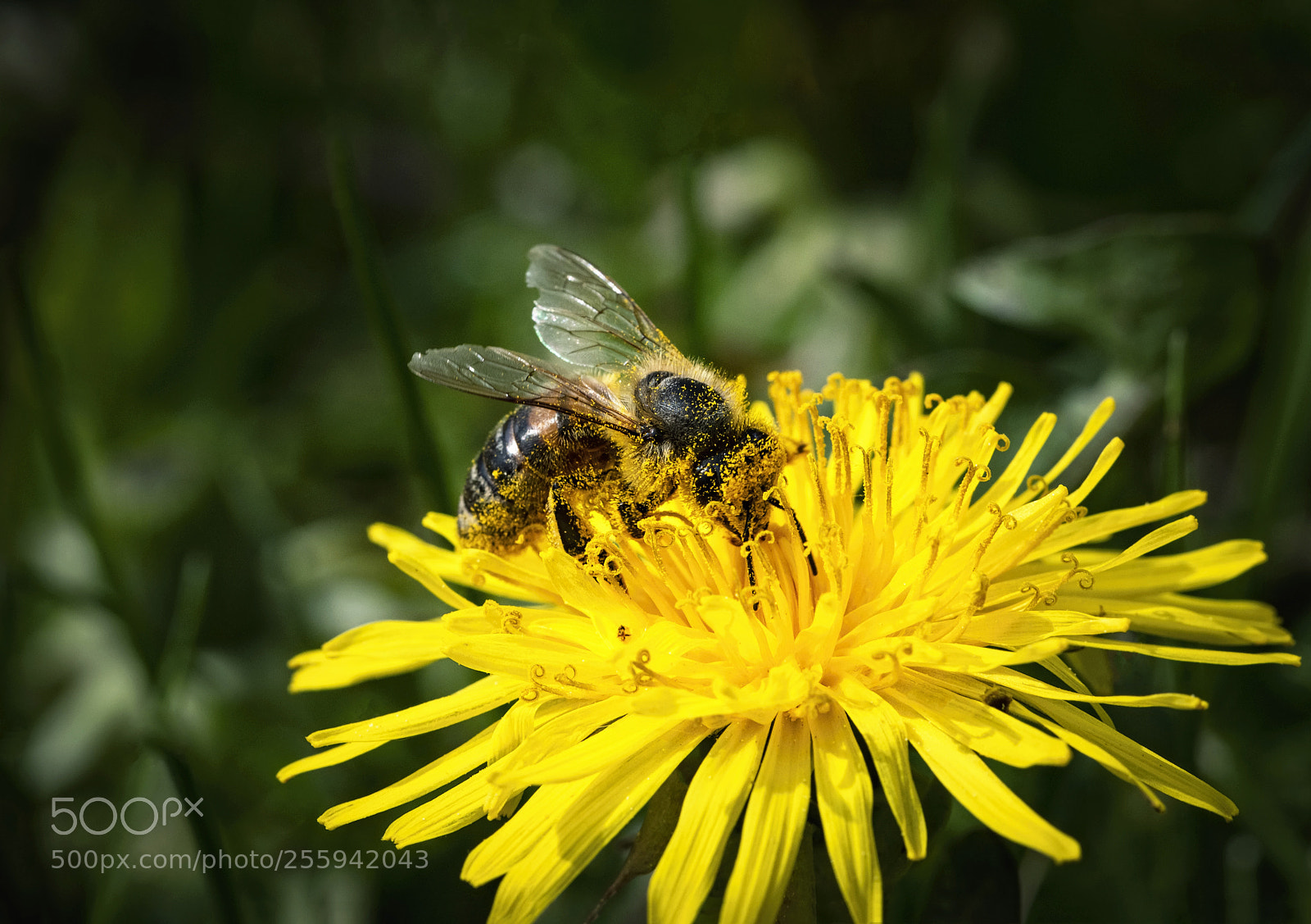 Nikon D5500 sample photo. Bee is bathed in photography
