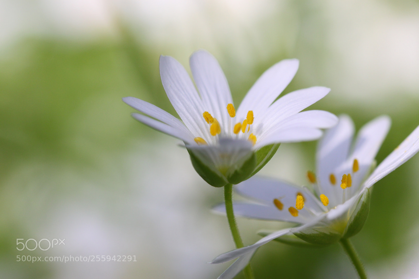 Canon EOS 50D sample photo. White spring photography