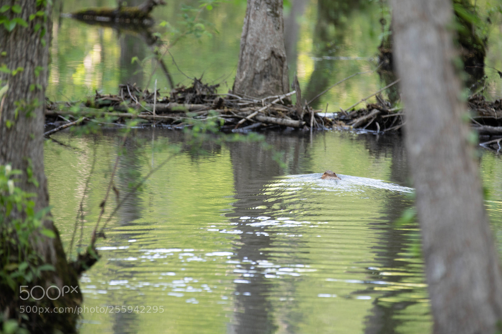 Canon EOS 5D Mark IV sample photo. Beaver damming a river photography