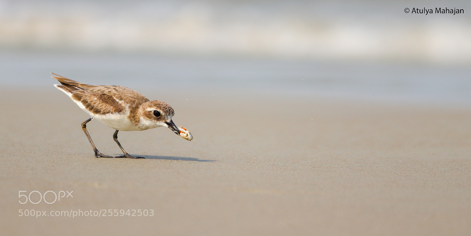 Canon EOS 800D (EOS Rebel T7i / EOS Kiss X9i) sample photo. Lesser sand plover with photography