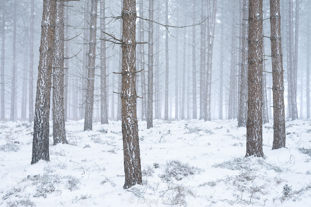 Nikon D800 sample photo. Snowy woodland photography
