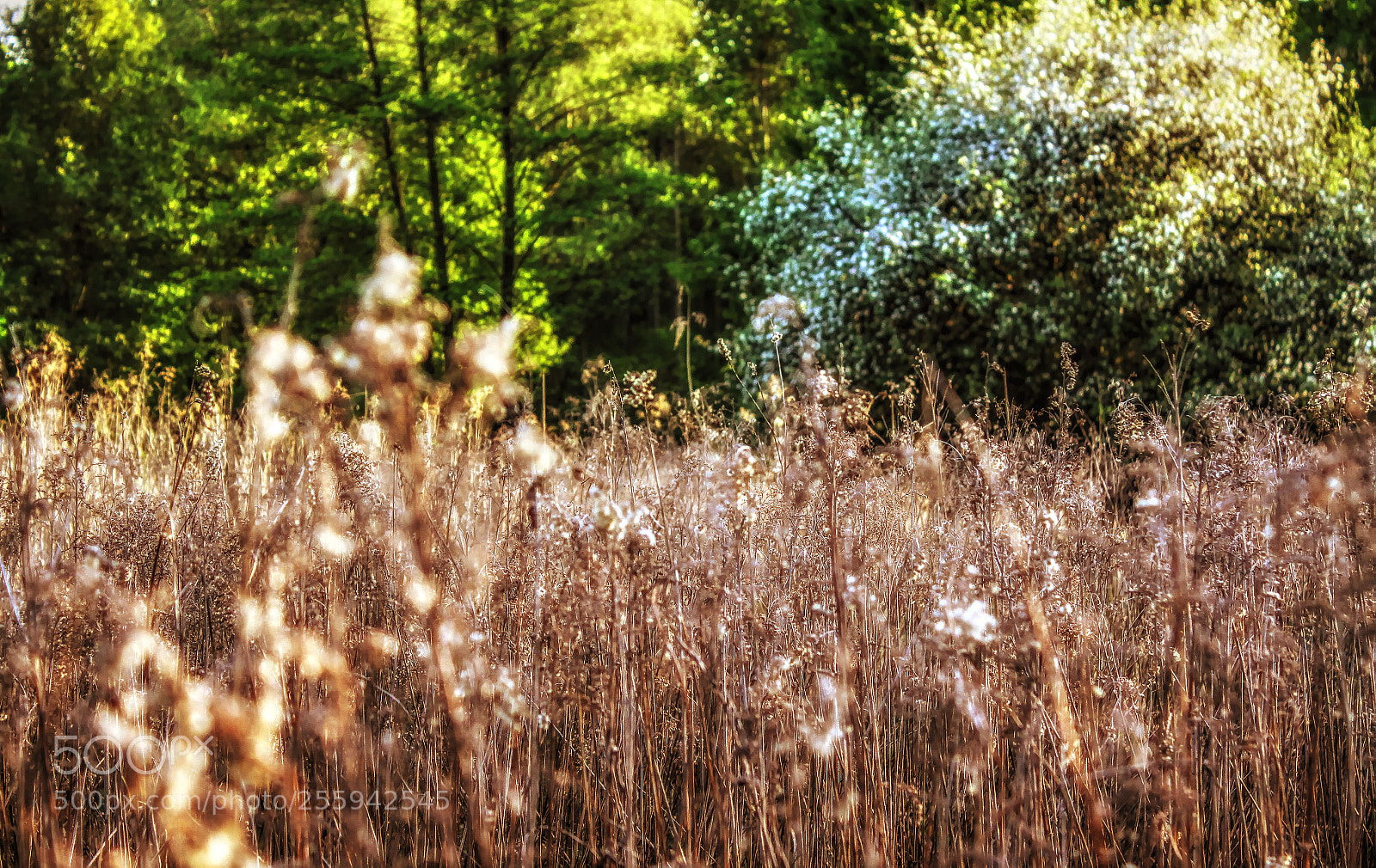 Canon EOS 50D sample photo. Spring wakes up photography