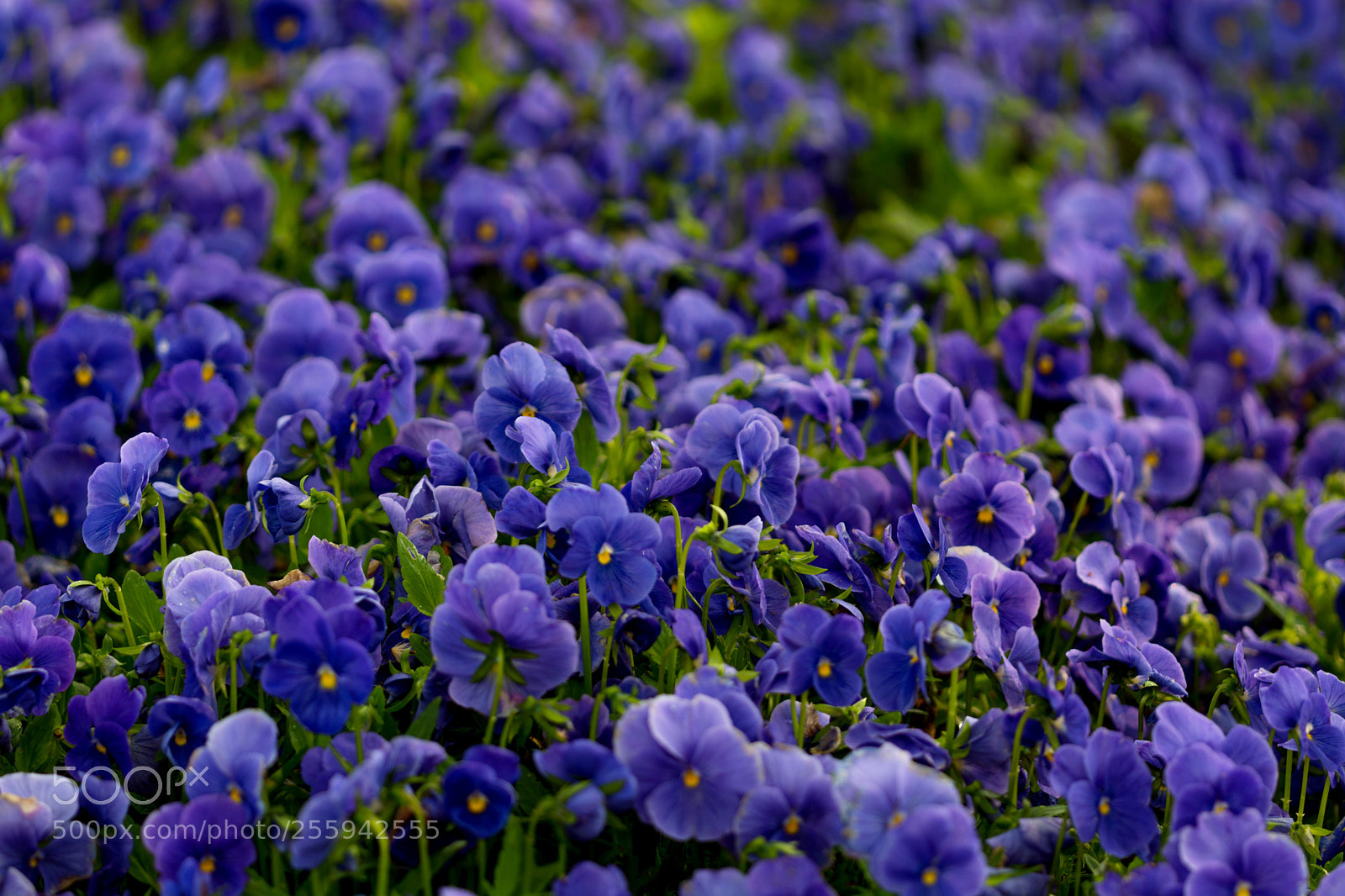 Nikon D7100 sample photo. Violets photography