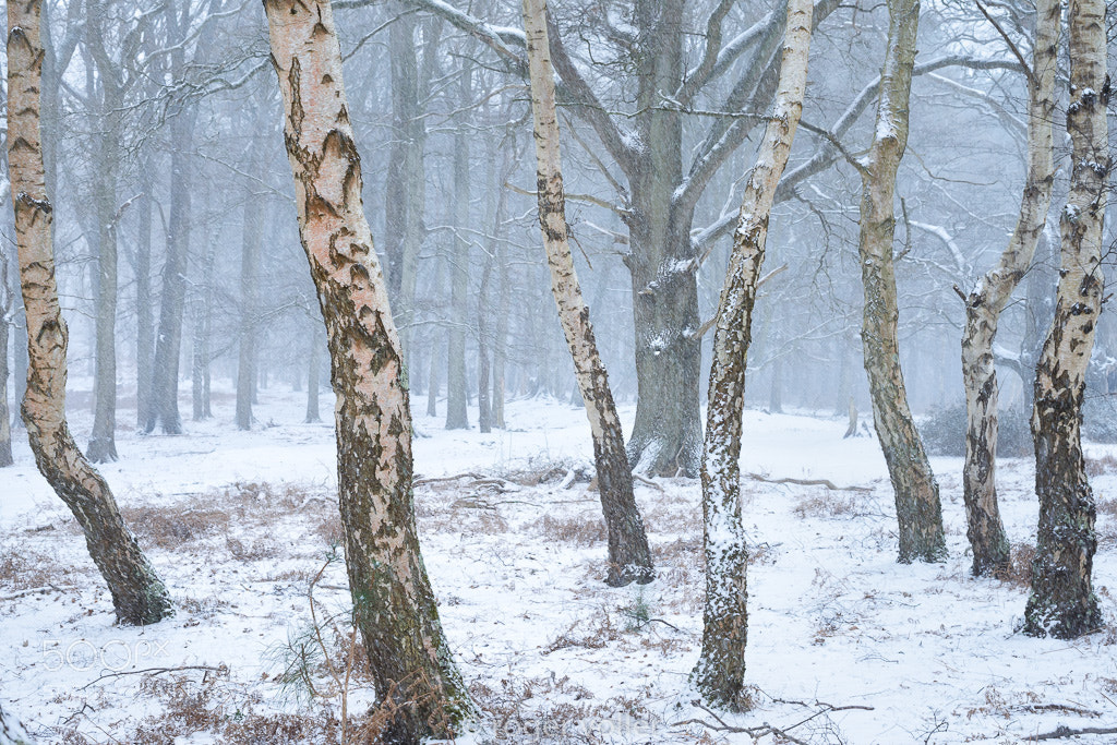 Nikon D800 sample photo. Snowy woodland photography