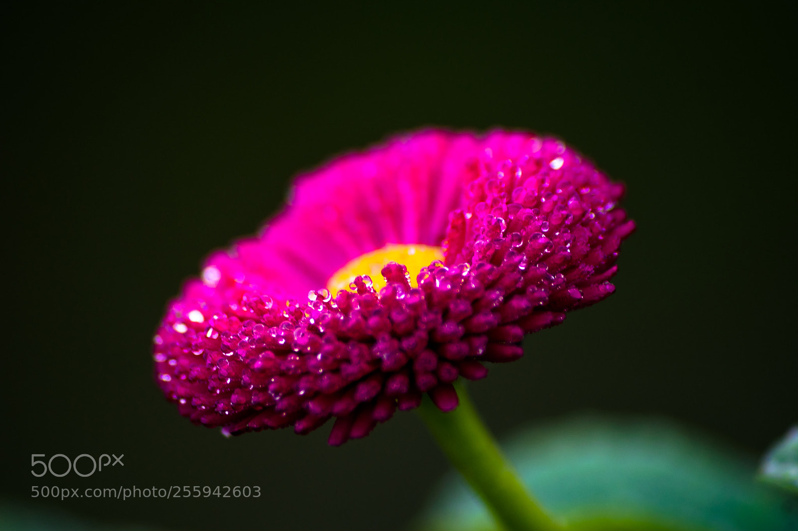 Nikon D3300 sample photo. Red flower photography