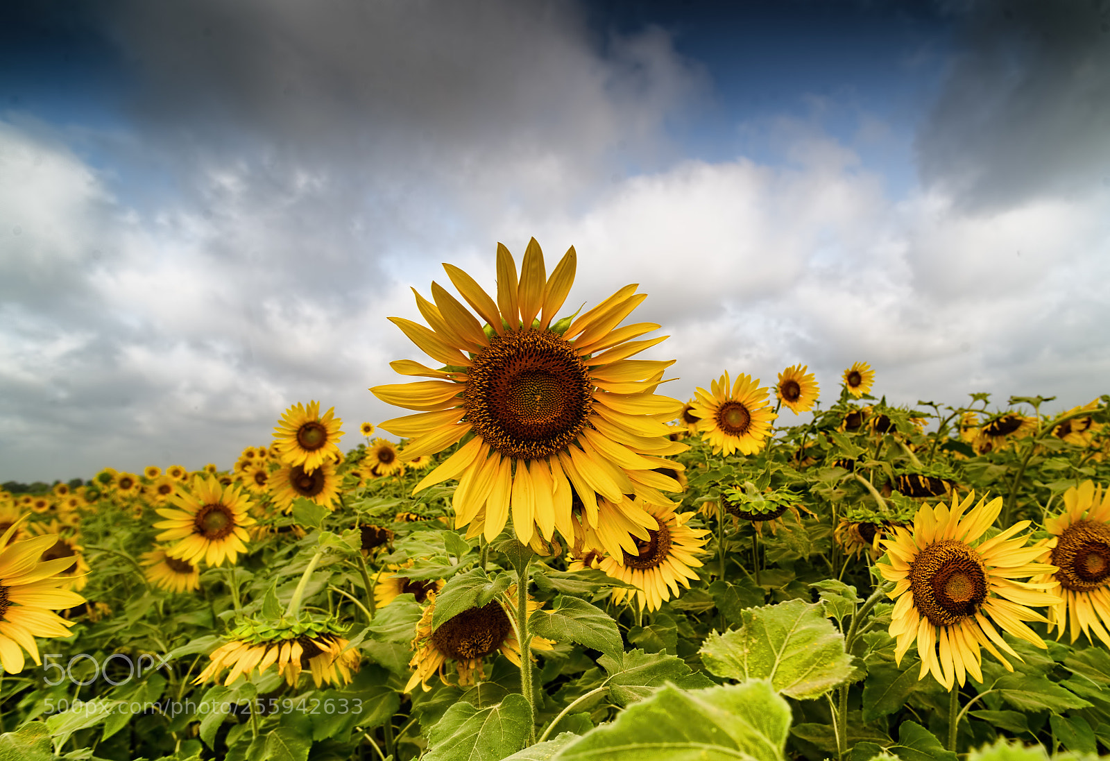 Nikon D610 sample photo. Day dream... photography