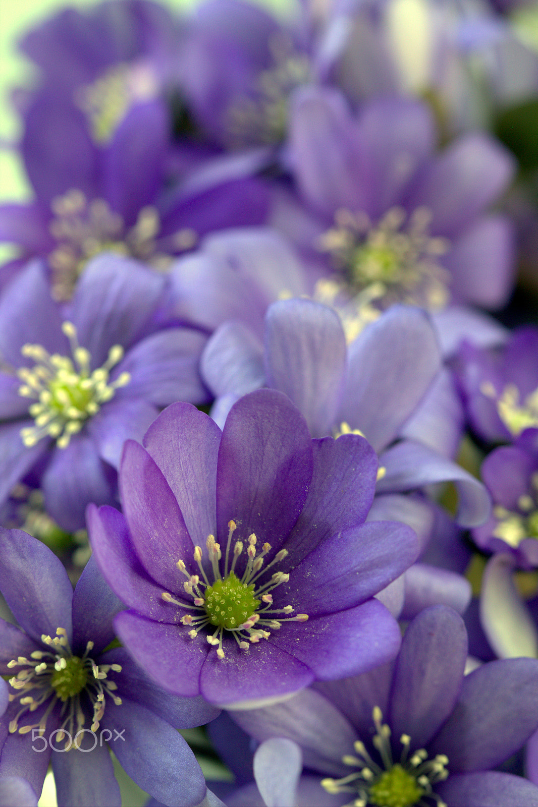 Canon EF 100mm F2.8L Macro IS USM sample photo. Violets photography