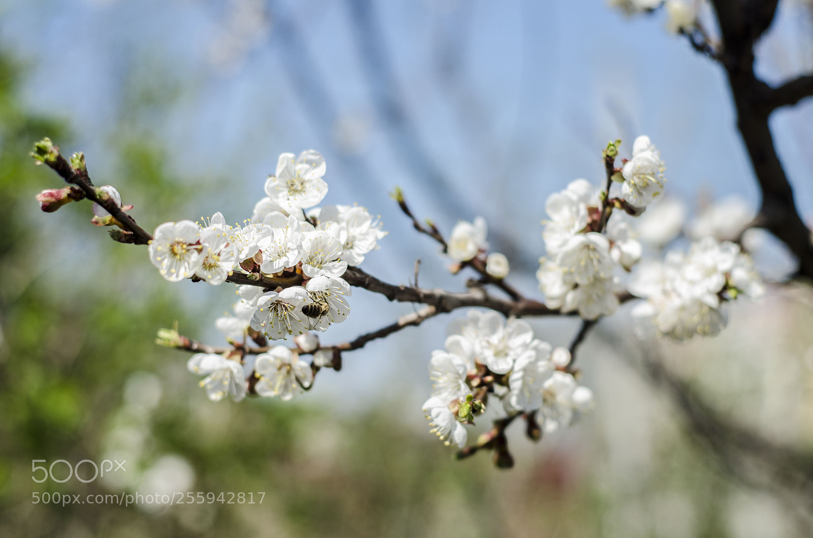 Nikon D5100 sample photo. Blossoming apricot photography