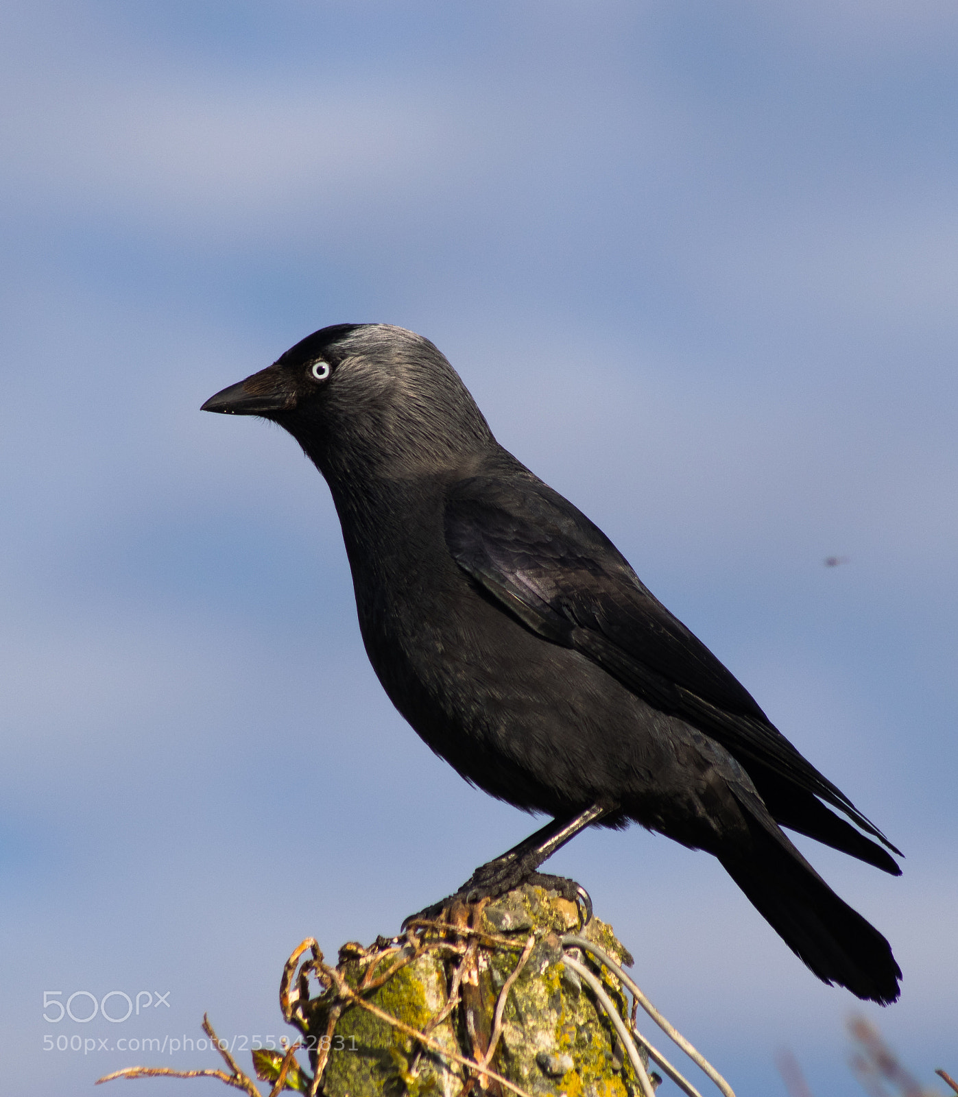 Nikon D3300 sample photo. The jackdaw photography