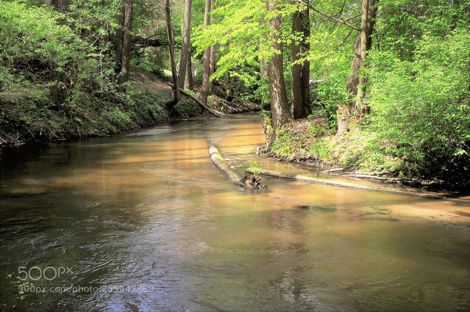 Nikon D90 sample photo. Tanew river 4 photography
