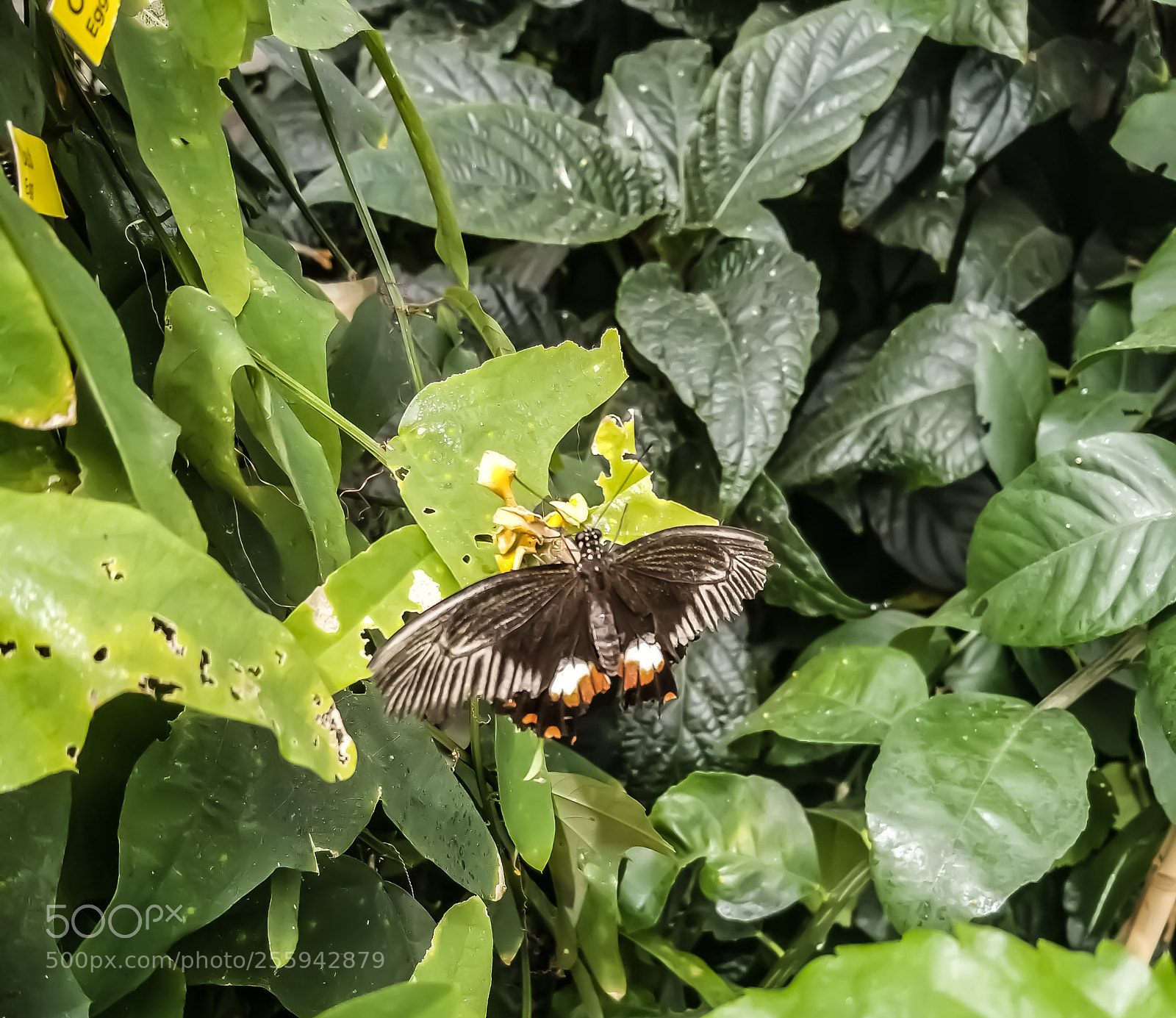 Samsung Galaxy S8 sample photo. Battus polydamas photography