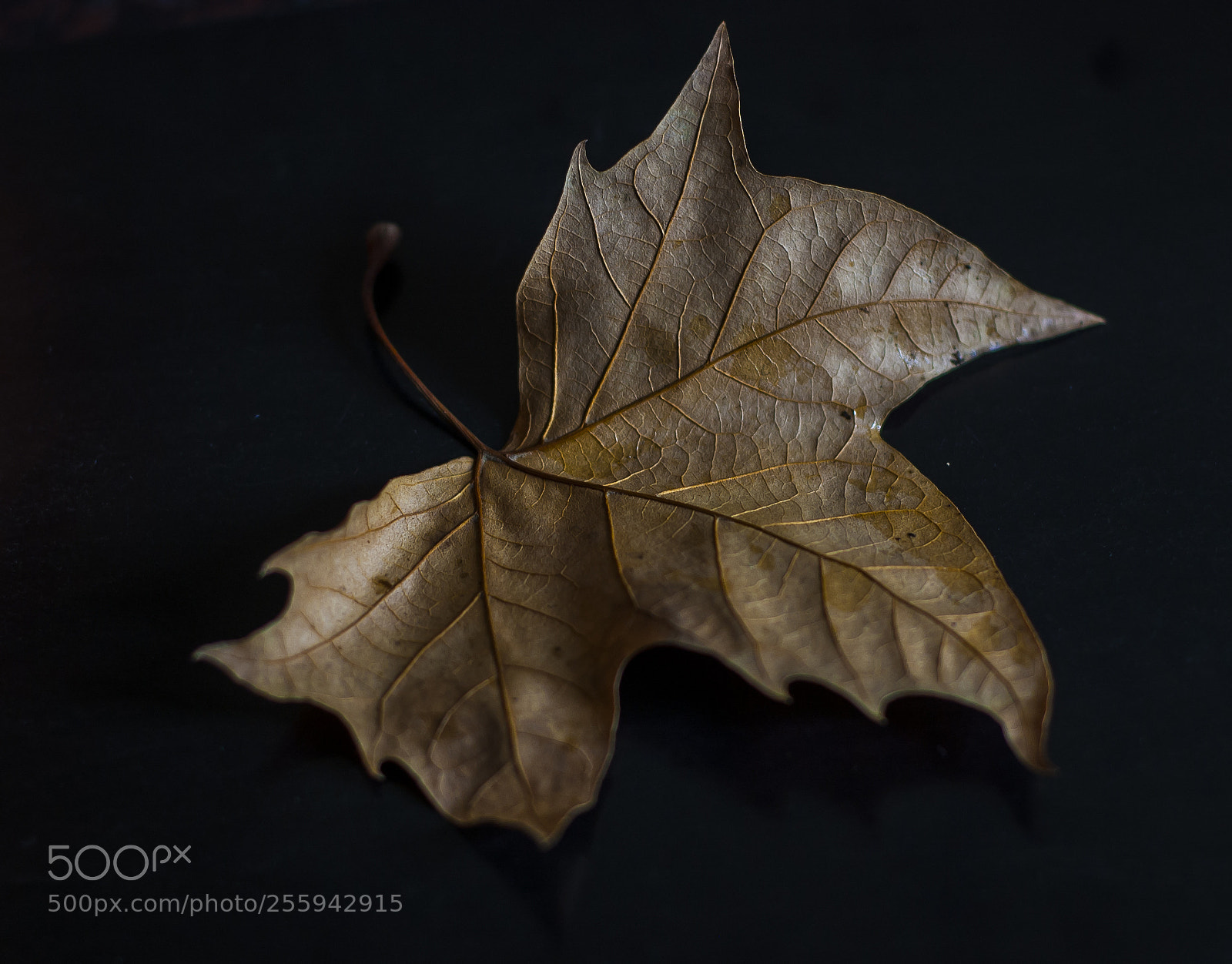 Nikon D40 sample photo. The autumn symbol photography