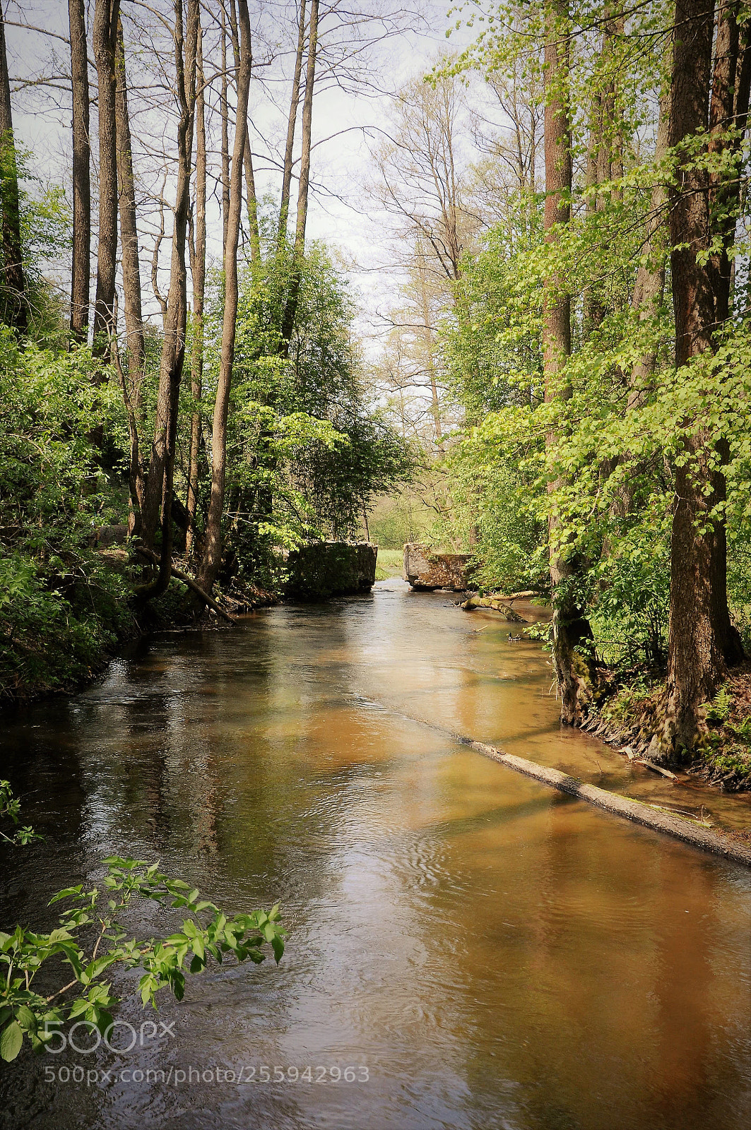 Nikon D90 sample photo. Tanew river 3 photography