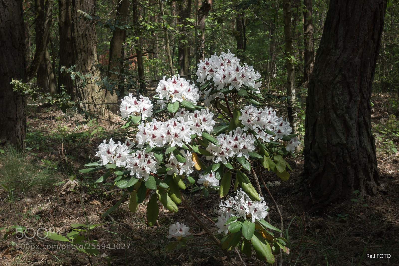 Sony DSC-RX100M5 sample photo. Rhododendron photography