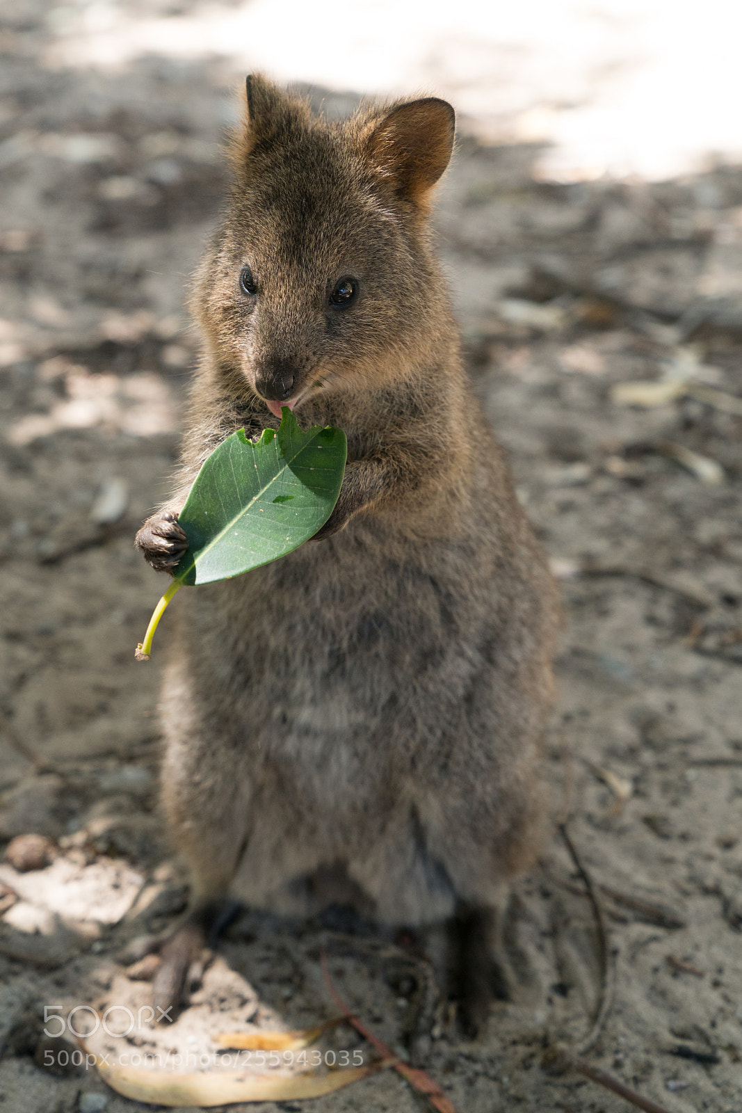 Sony a7R II sample photo. Wildlife of australia photography