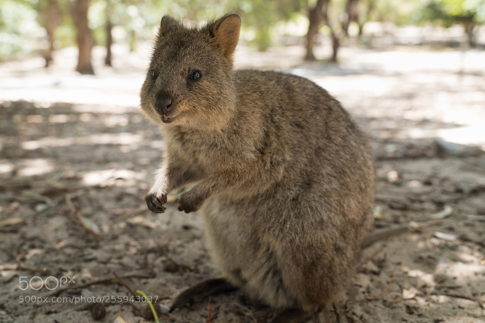 Sony a7R II sample photo. Wildlife of australia photography