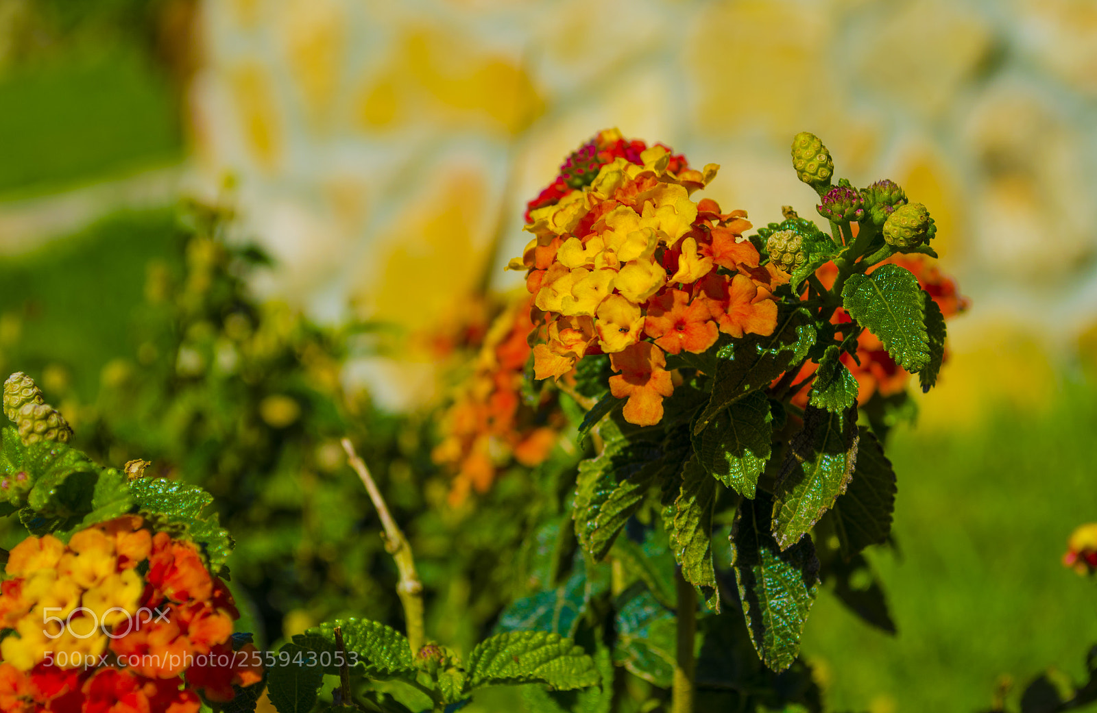 Nikon D5100 sample photo. Color bloom photography