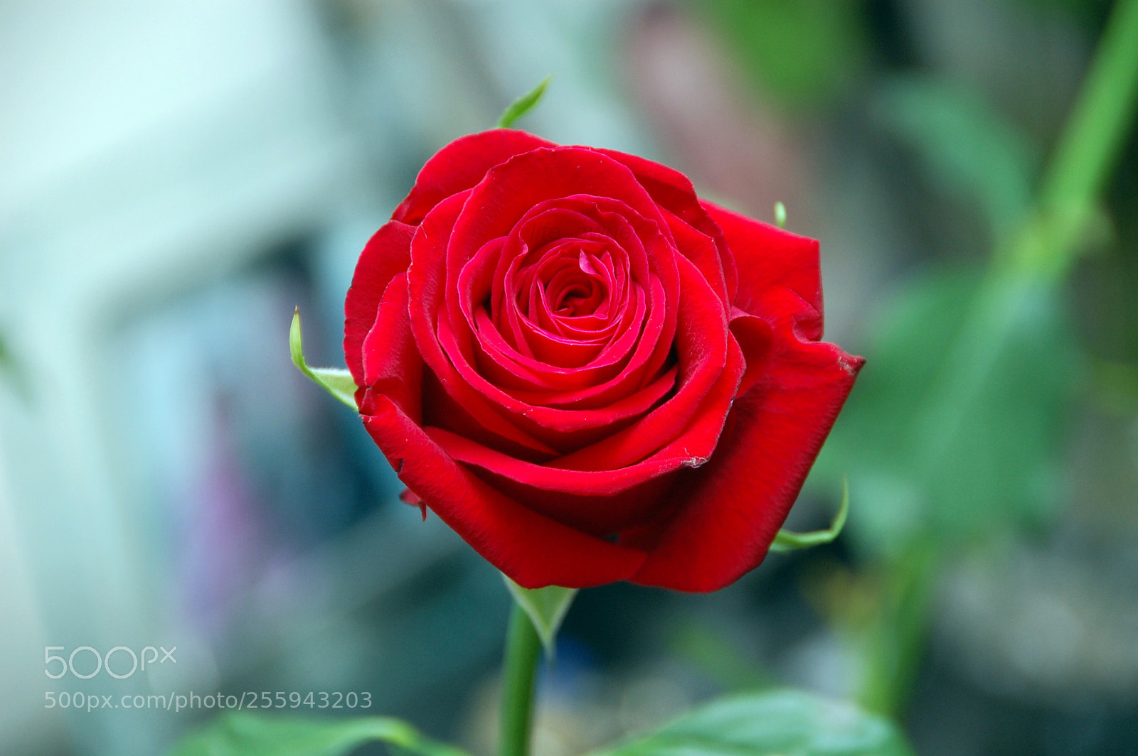 Nikon D40 sample photo. The rose photography
