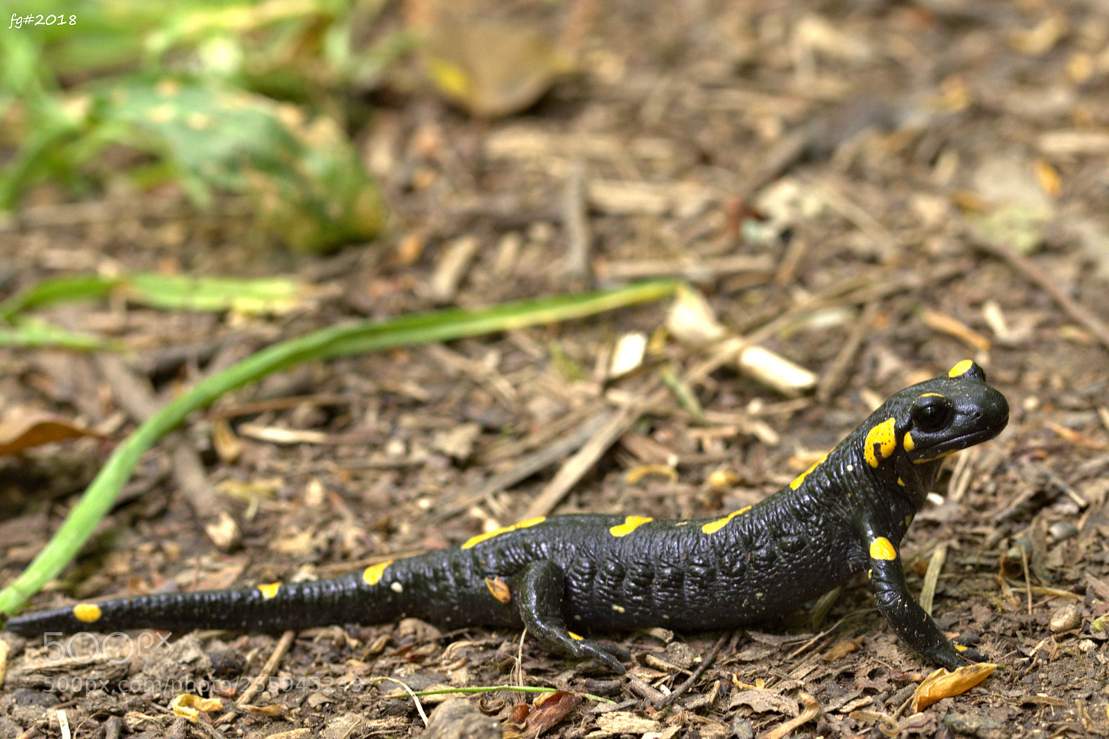 Nikon D7200 sample photo. Portrait of a salamander. photography