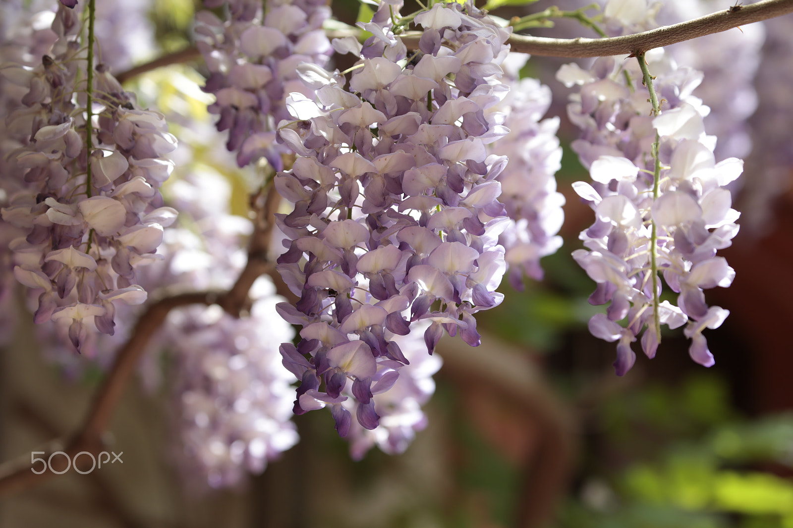 Canon EOS-1D X sample photo. W ...like wisteria photography