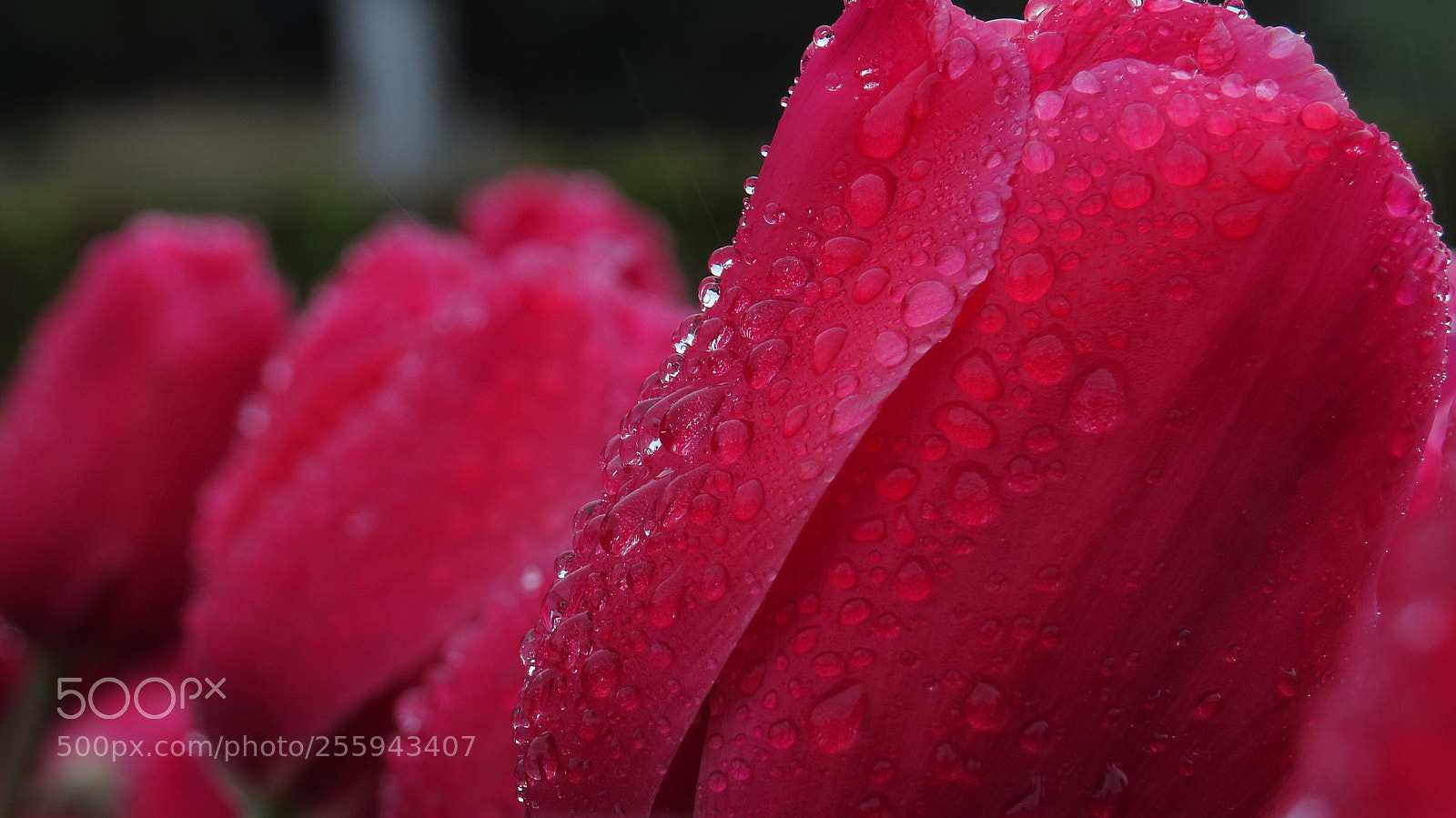 Canon PowerShot SX50 HS sample photo. Tulpe photography